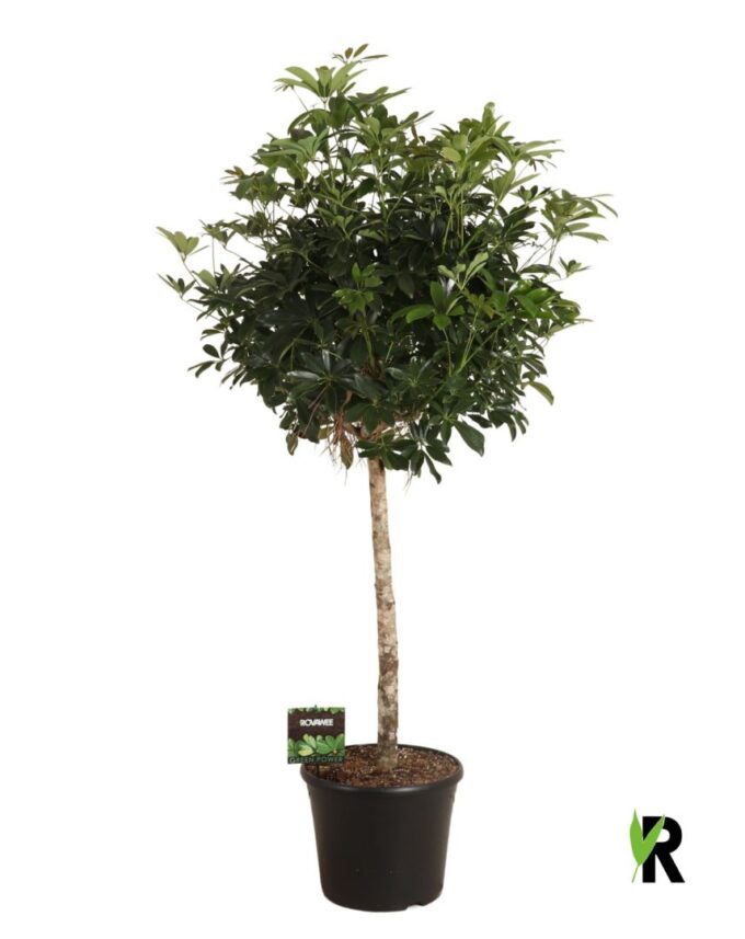 Schefflera arb. compacta bol op stam