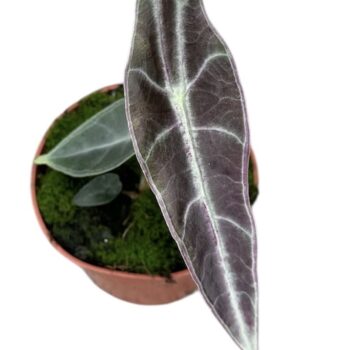 Alocasia Longiloba Purple