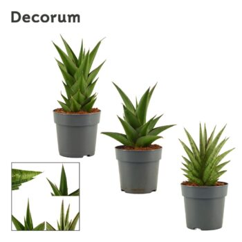 Sansevieria Crown mix 12 cm (Decorum)