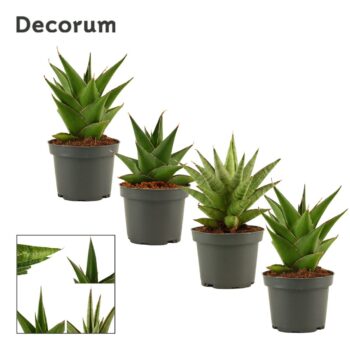 Sansevieria Crown mix 9 cm (Decorum)