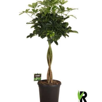 Schefflera arb. Compacta gevlochten stam