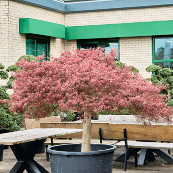 Acer pal. diss 'Crimson Queen' Stamm