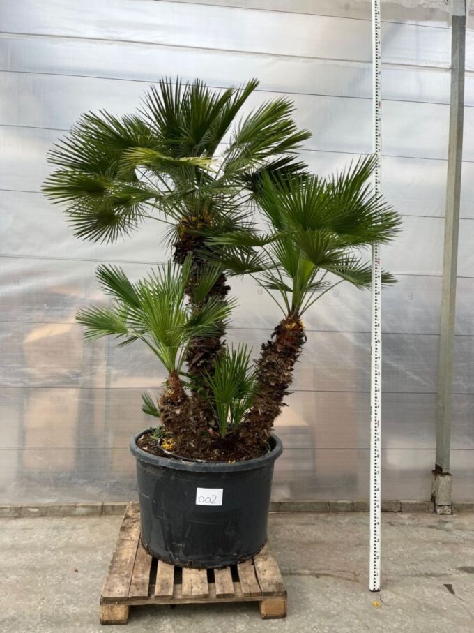 Chamaerops Humilis 002 - 300cm
