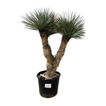 Yucca Rostrata Multistam 006 - 220cm