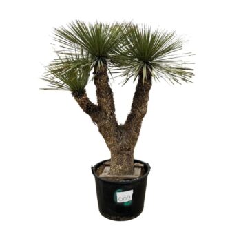 Yucca Rostrata Multistam 009 - 190cm