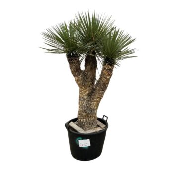 Yucca Rostrata Multistam 010 - 200cm