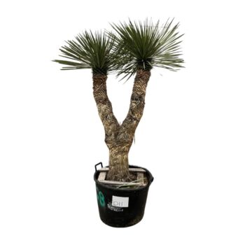 Yucca Rostrata Multistam 011 - 200cm