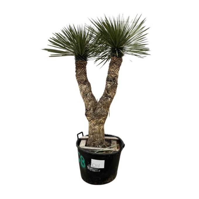 Yucca Rostrata Multistam 011 - 200cm