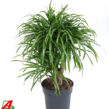 Dracaena Anita variegata