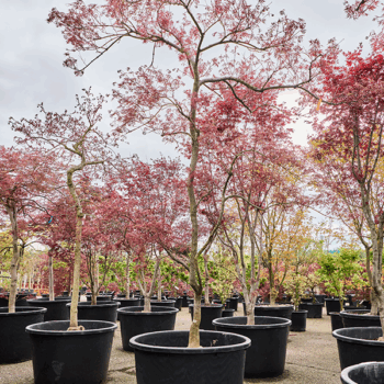 Acer pal. diss. 'Garnet' Stem