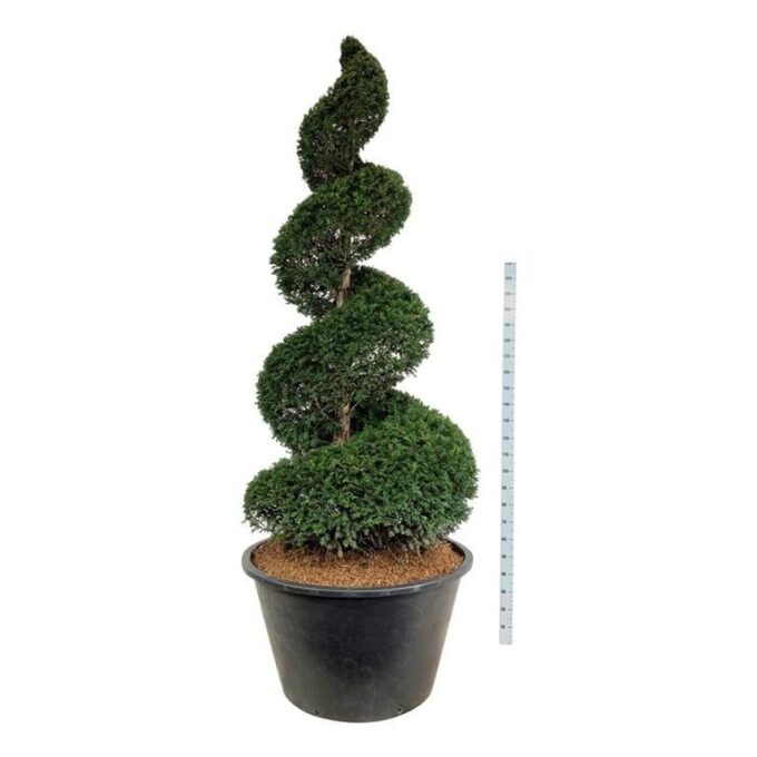 Taxus baccata