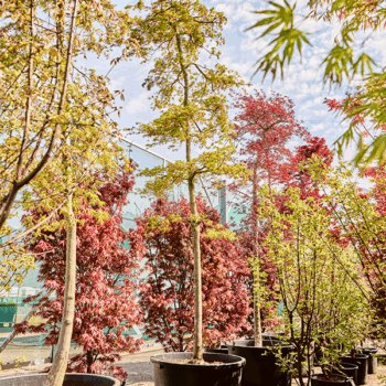 Acer pal. diss. 'Viridis' Stem