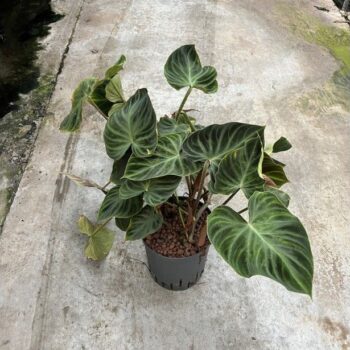 Philodendron verrucosum 18/19 h60