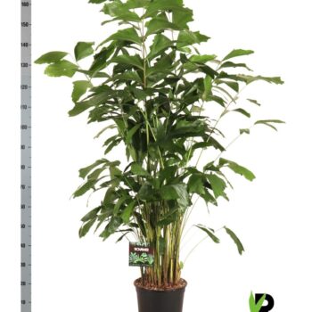 Caryota mitis