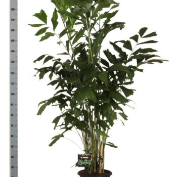 Caryota mitis