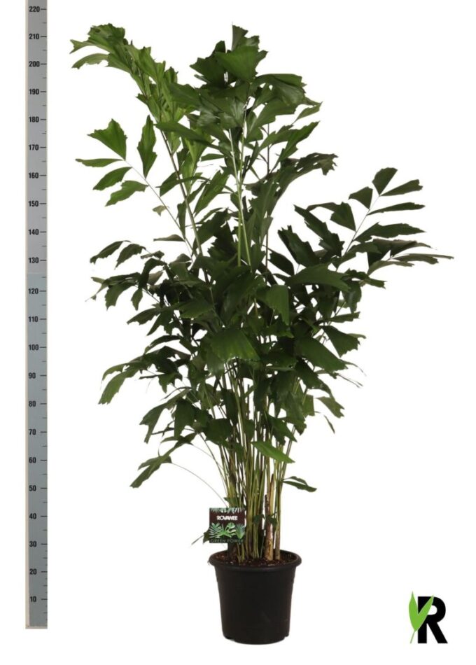Caryota mitis
