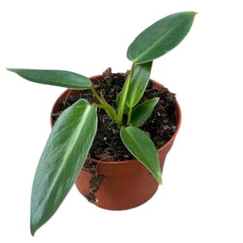 Philodendron Spiritus Sancti