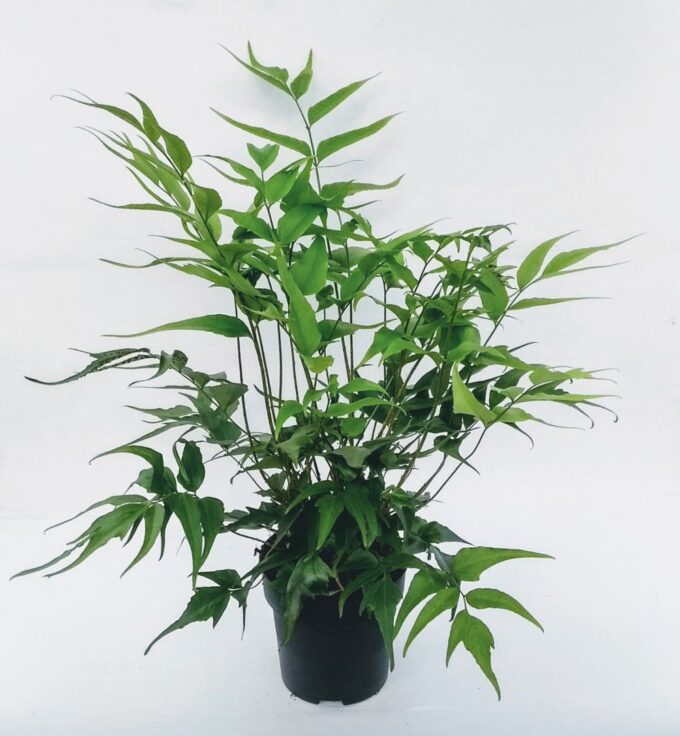 Cyrtomium devexiscapulae