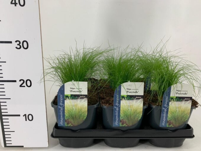 Stipa tennuissima Ponytails