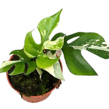 Rhaphidophora Tetrasperma Variegata