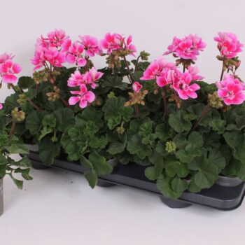 Pelargonium Zonale Raiko