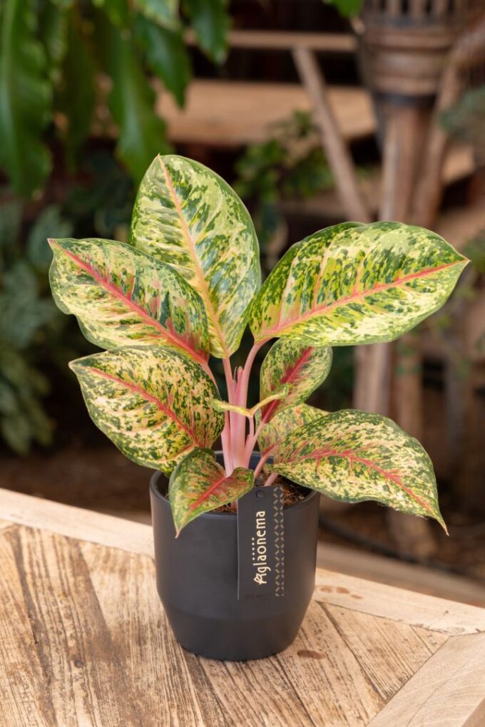 Aglaonema Carnival Queen