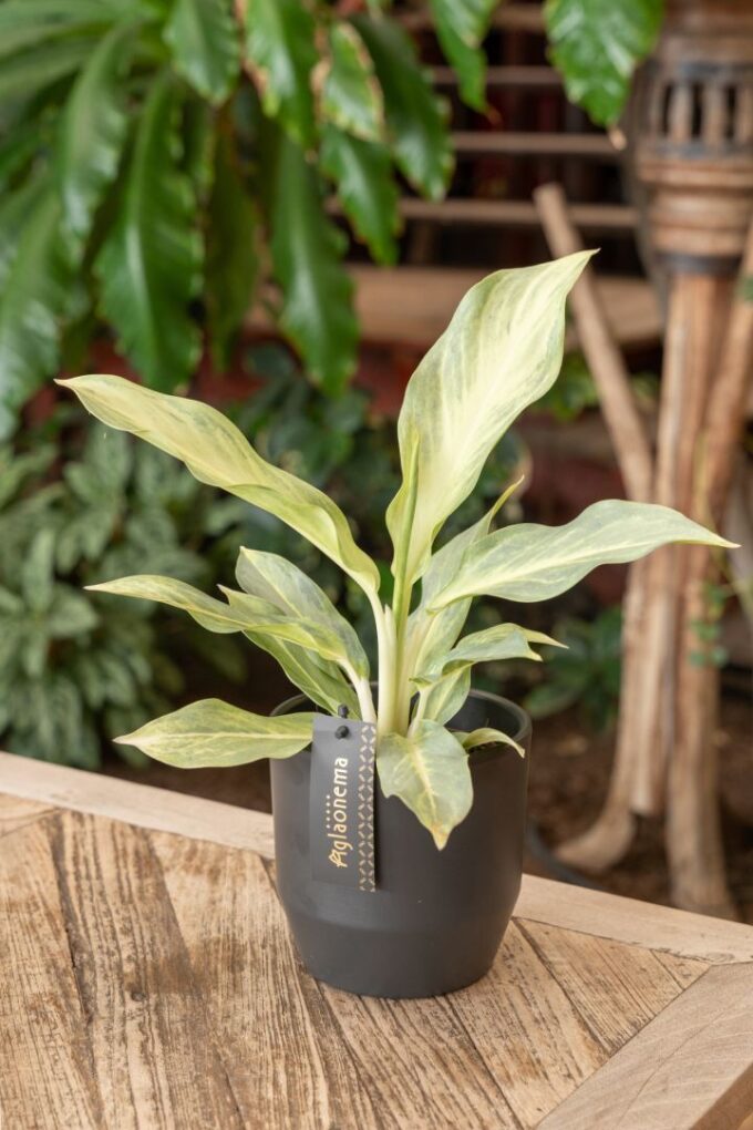 Aglaonema Aqua Green