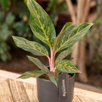 Aglaonema Pepper Bells