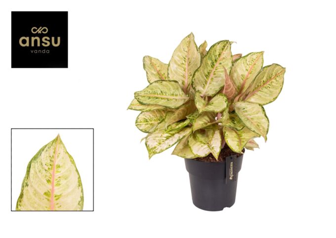 Aglaonema Corn Silk