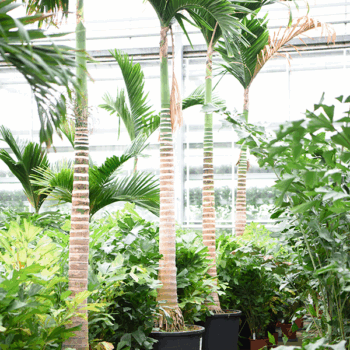 Areca catechu Stem
