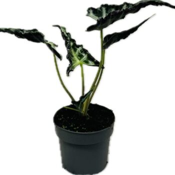 Alocasia Loco 14 cm