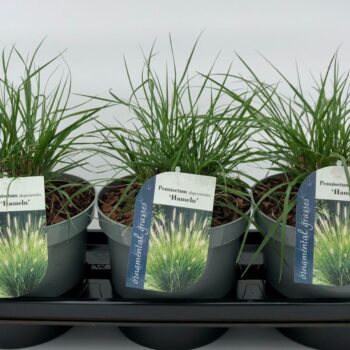 Pennisetum alopecuroides Hameln