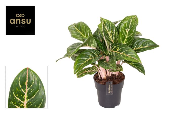 Aglaonema Coco Green