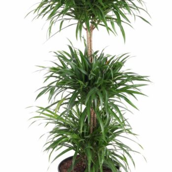 Dracaena Anita Varriegata Carrousel