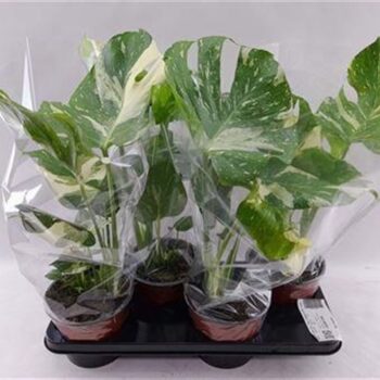 monstera thai constellation