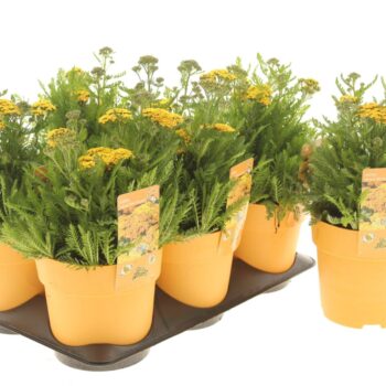 Achillea millefolium Milly Rock Yellow Terracotta
