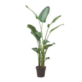 Strelitzia Nicolai