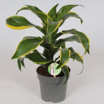 Dracaena 'Dorado'