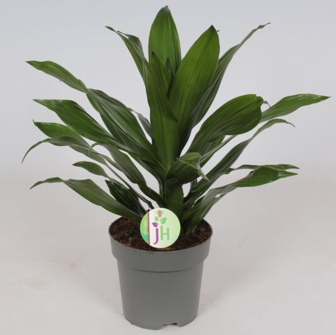 Dracaena 'Green Jewel'