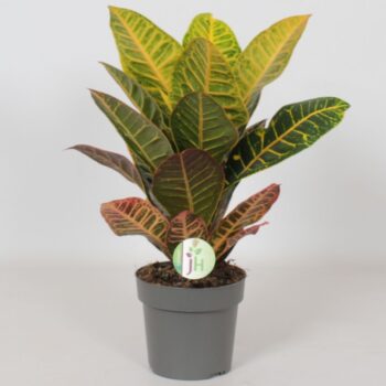 Codiaeum 'Petra'