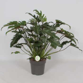 Philodendron 'Xanadu'