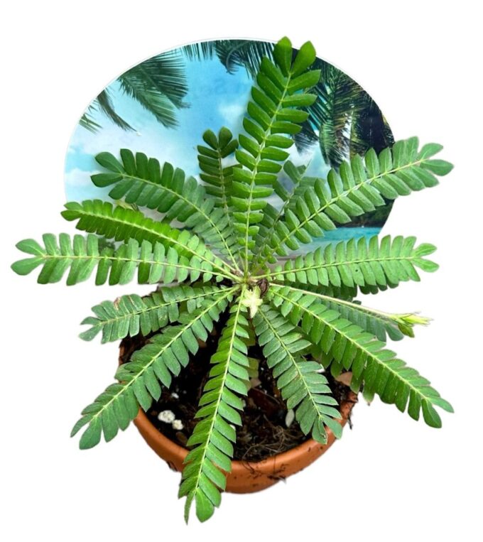 Biophytum Sensitivum