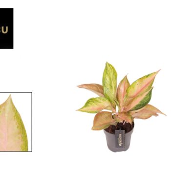 Aglaonema Guave Pink