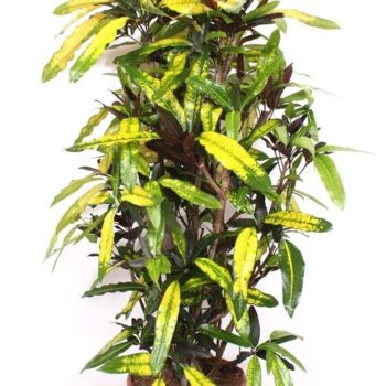Codiaeum Mango (Croton Mango)