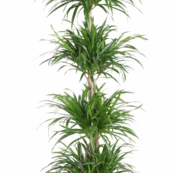 Dracaena Anita Varriegata Carrousel
