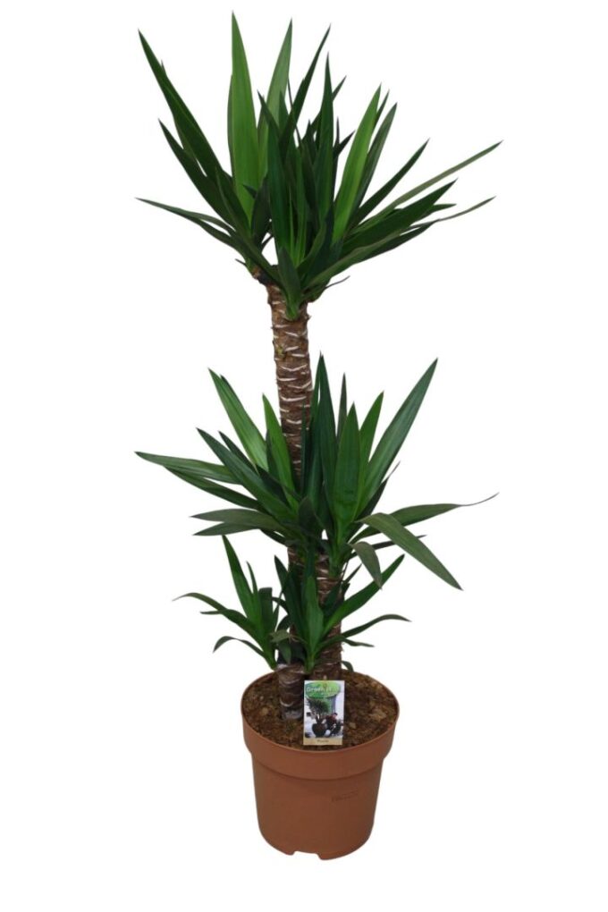 Yucca 90-45-20 - 2+ kop