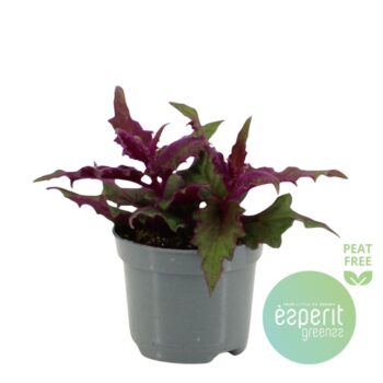 Gynura auran. Purple Passion