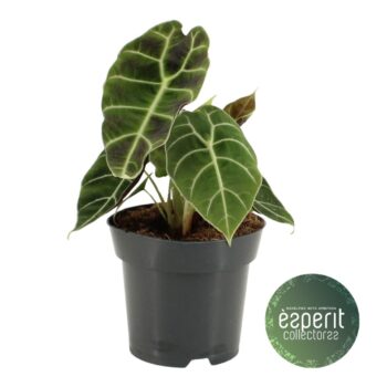 Alocasia watsoniana