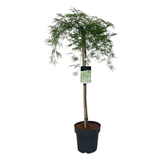 Acer pal. 'Dissectum'