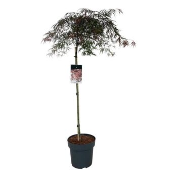 Acer pal. 'Garnet'